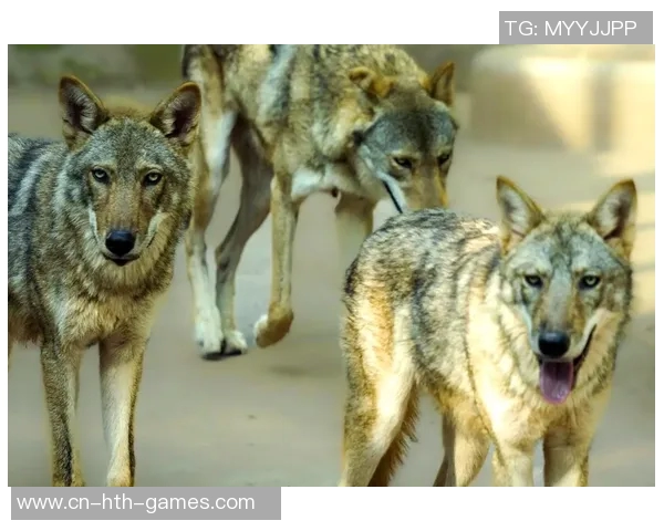 狼与棕熊的生存斗争探秘自然界中的强者对决与生态平衡